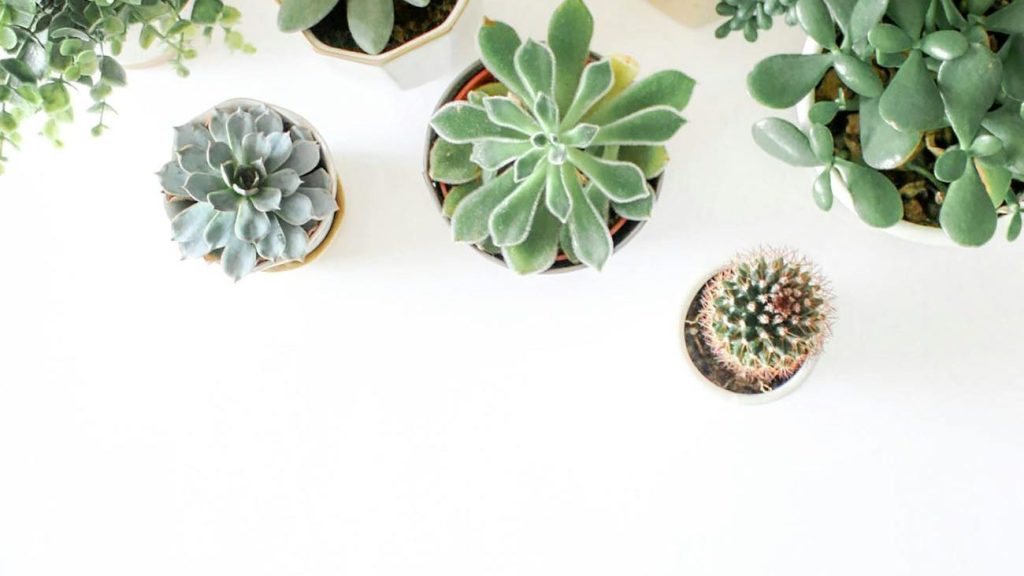 green succulent plants on pots
